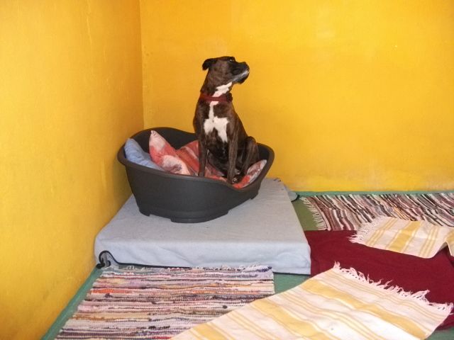 Hundepension 