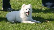Welpen
